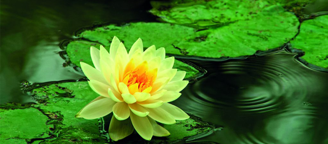 cultivate lotus