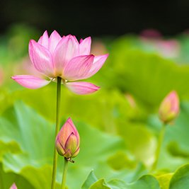 Cultivating Lotuses